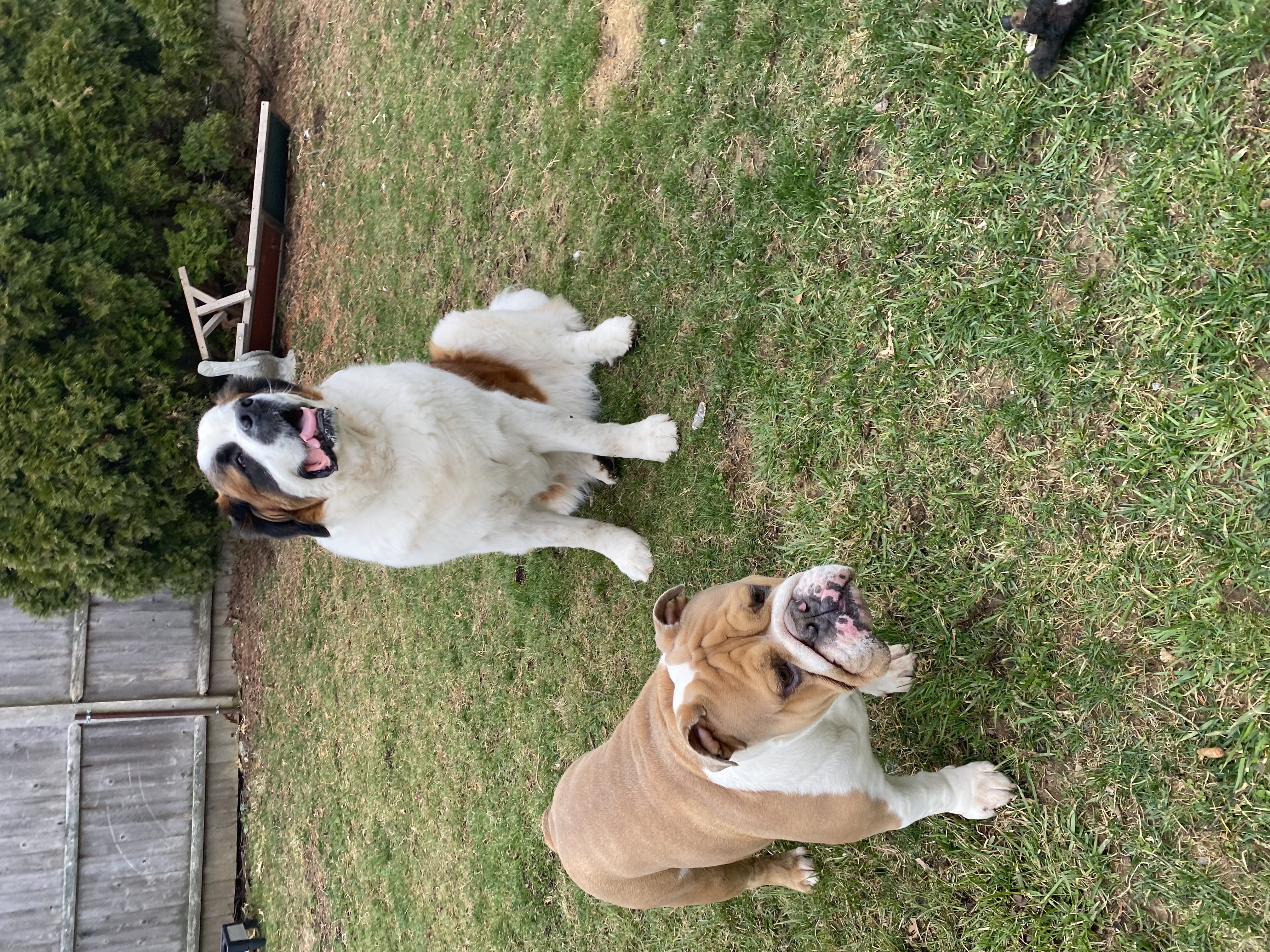 St. Bernard & English Bulldog playing outdoors at HB Pet Lounge