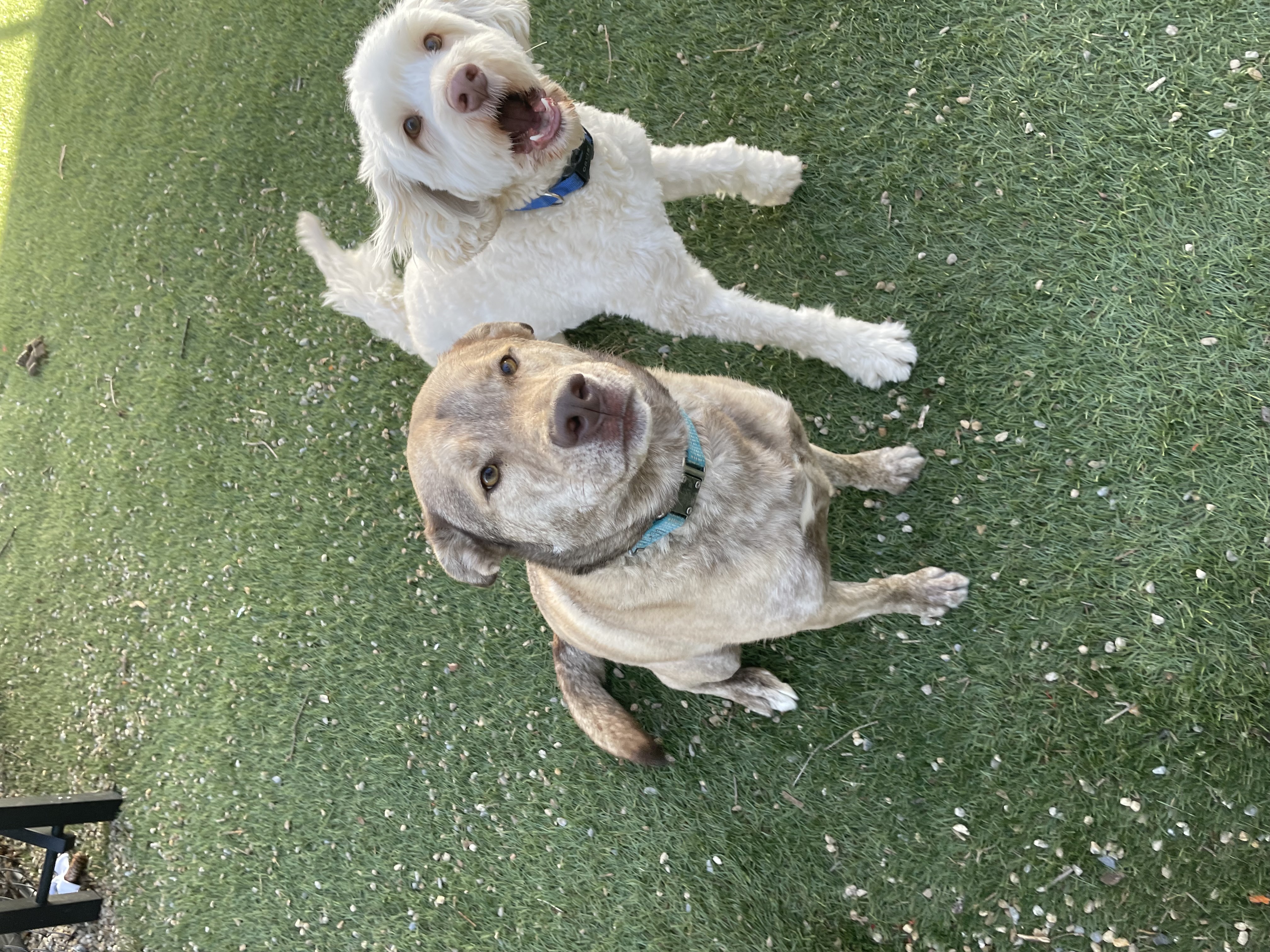 Friendly dogs smiling on play yard turf