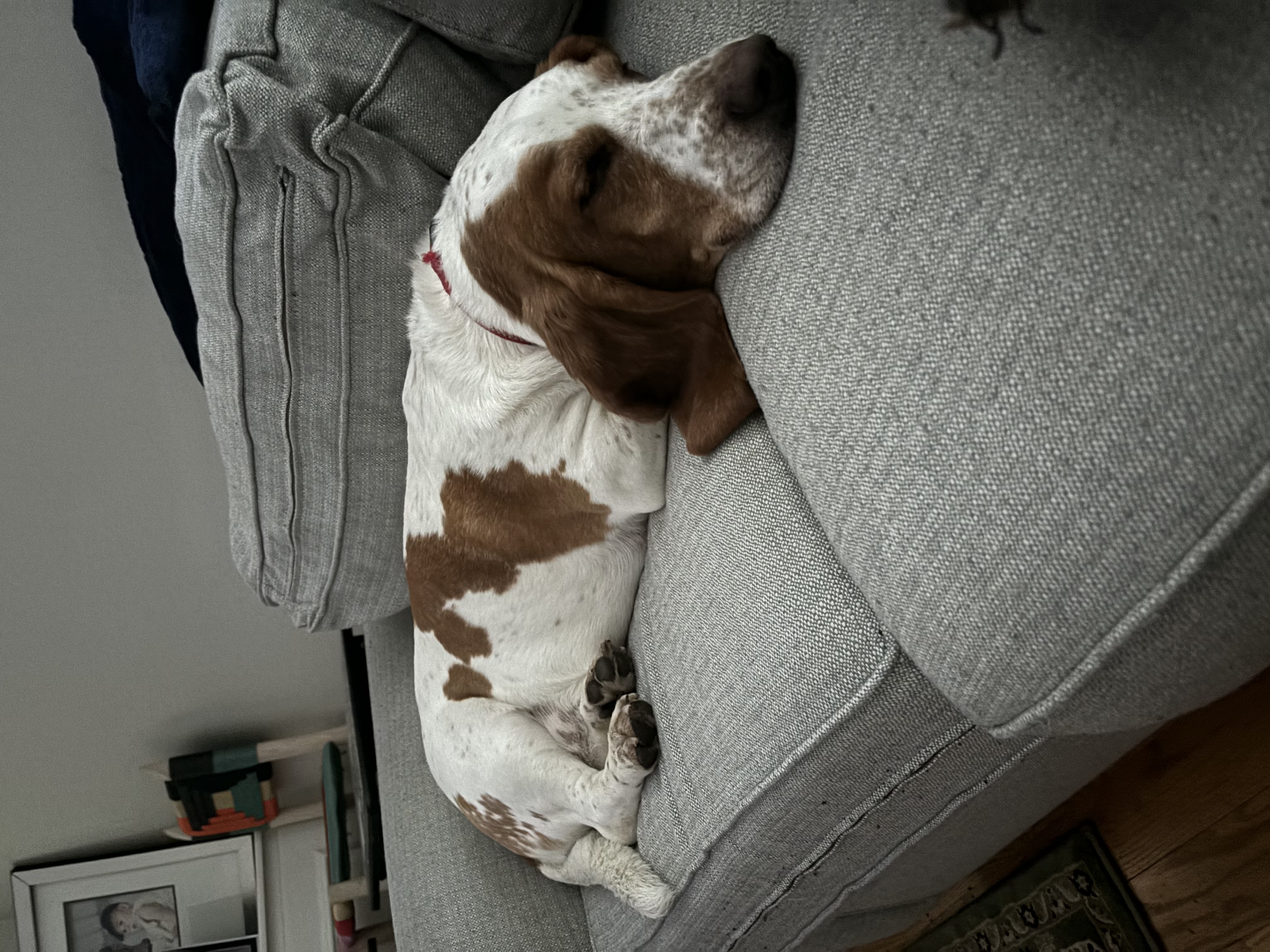 Content dog relaxing on cozy rug