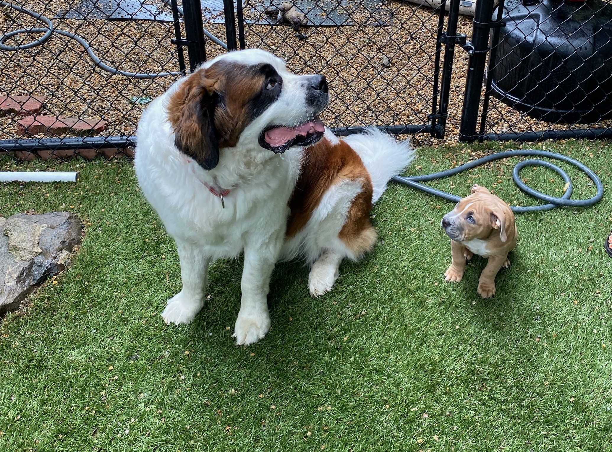 Gentle St. Bernard and adorable puppy on play yard grass at HB Pet Lounge in Norton MA