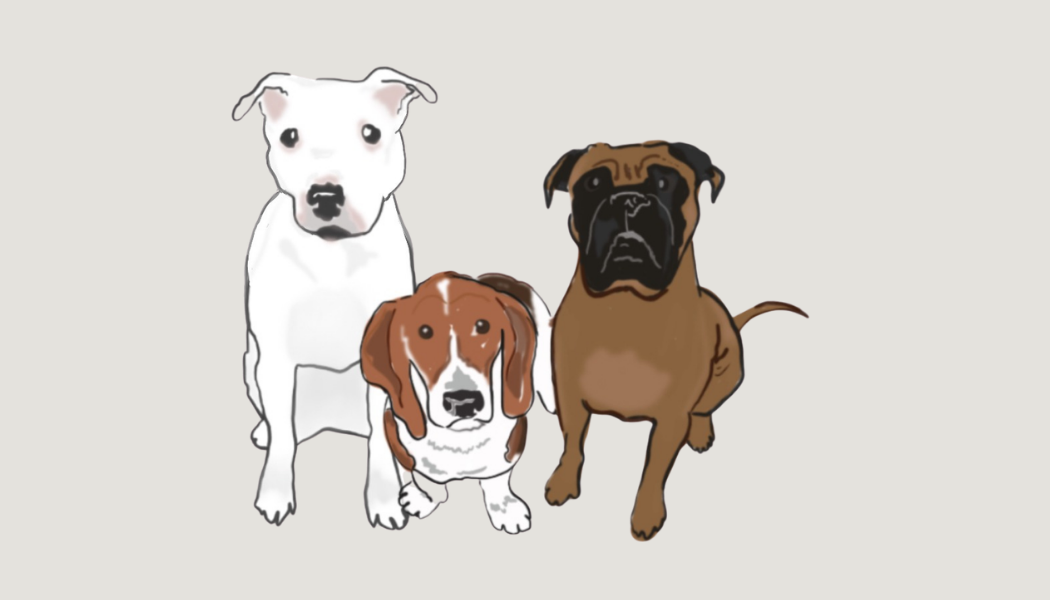 HB Pet Lounge Logo
